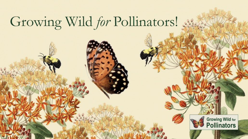 Growing Wild for Pollinators Massachusetts