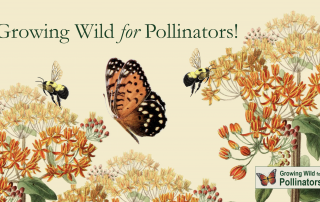 Growing Wild for Pollinators Massachusetts
